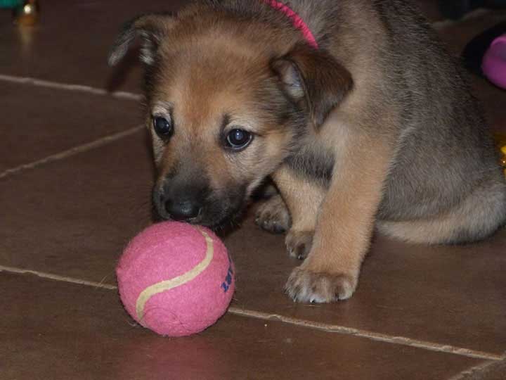 chinook dog